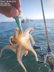 (西)서해조황 - 8일, 군산쭈꾸미~나오고 있어요~점점 좋아지는 쭈구미조황~실시간~군산낚시프라자 그랜드호 사진