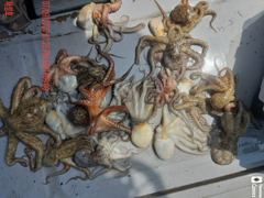 [진해] <<9/7 돌문어 많이 빠져도 장원20수,15,14,12,10.… 사진