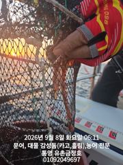 통영 금정호 오전문어선상 실시간 손맛 좋습니다 오늘 오후문어 자리있습니다 사진
