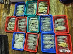 무늬오징어 퍽퍽 쏟아집니다.. 200수외 당구면 쪽쪽 사진
