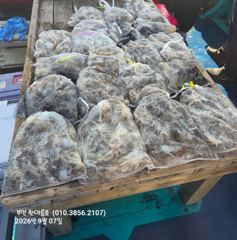 [격포] 9월7일 부안 한아름호 쭈꾸미