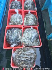 (만선피싱호) 쭈꾸미 장원 137수 내일(9일) 자리여유 사진