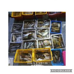 무늬팁런!!#55번째 170여수로~~
