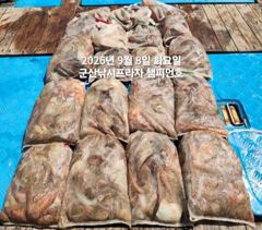 8일, 주간문어 200수 넘었다~장원이 17수, 전원 손맛~부쩍 커진 문어~내일도 출조합니다~~~군산 챔피언호