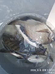 가조도 청곡연합레저 (땐마 선외기조황)