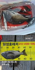 [거제] 거제 ( 어구 일성호 ) 감성돔 돌돔 손맛 !