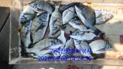 [부산] 가덕천성진양 감시마리수 좌대조황 26년9월8일/화