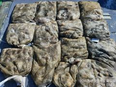 9월 8일 군산 강남호 쭈꾸미 망탱이 조황 (9수요일 주꾸미 예약 가능합니다 사진
