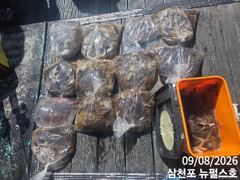 쭈꾸미 연일 호황중 사진