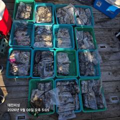 무창포 대진피싱 9월8일 쭈꾸미 조황입니다~ 사진