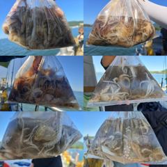 8일)쭈꾸미 마리수 좋습니다. 시즌초반 꾸준한 조황 손맛,입맛 즐겨보실분 따르릉%~