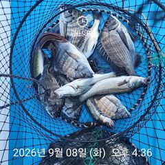 삼천포 내만권 감성돔