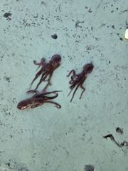 9월8일 쭈꾸미 (8인승) 사진