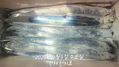 2026년 09월 08일 화요일 내만 갈치 조황 사진