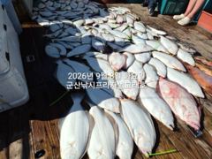 8일,날마다 쏟아지는 대광어~~초대대박~갑판에 쫘~악 ~!~싸이즈 굿굿~~군산낚시프라자 범고래호 사진