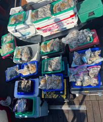 오늘의조황 - 9월8일 팀스텔스 쭈꾸미 조황! - 전투낚시,선상낚시 출조전문