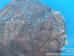 쭈꾸미도 아닌데 얼마나 황금손이면 문어를 1분에 한마리씩 …