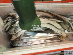 [마산] 내만갈치)파다닥 갈치야 기다립니다~언능 도전하세요~예약중