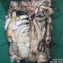 8일 조항.오늘도 계속올라오는 야간~돌문어 마리수 잡으러 출조 갑니더@ 오늘~몇 자리 예약가능