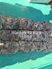 내만 갈치 씨알이가 점점 커지고~~(오늘 예약 가능)