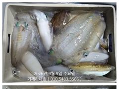 [거제] ( 거제하나호 )무늬오징어.