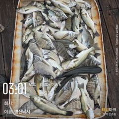 병산 9/9 감성돔 마리수 농어 굿 선외기흘림조황 사진
