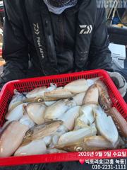 9일 갑오징어 조황 소식입니다 사진