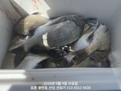 유촌 형만레저 선외기 감성돔 흘림 조황입니다.내일여유