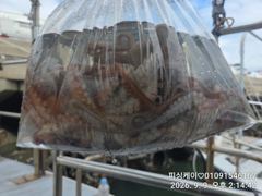 가을 돌문어! 좋다~~앵기붙어요! 사진