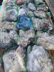 (西)서해조황 - [무창포아파치호] 9월9일(수), 오늘도 쌍걸이, 쓰리걸이 쭈꾸미등, 장원 200~300수는 기본, 망태기 푸짐한 조황. 예약 문의는 010-8422-0866 사진
