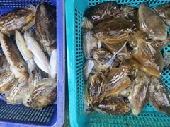 오늘의 조황 - 9월9일 오늘도 왕주꾸미 대박 조황입니다 - 오천항 월드레저 사진