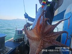 "여밭돌문어" 500g이상 덩치들과 125수 우루루~ 17수14수12수12수외 팍~팍~^^(예약가능)