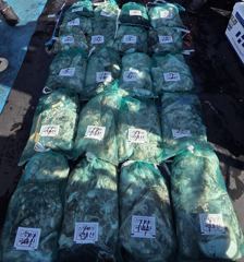 오늘의조황 - 9월8일 드래곤호 쭈갑 조황입니다!! - 홍원항 드래곤호