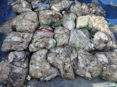조황정보 - 9/9 쭈꾸미 조황 - 무창포선상낚시