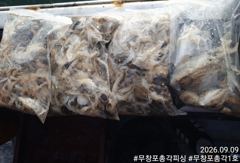 쭈갑백문조황 - 쭈꾸미 조황 제대로 살아납니다! 물때 좋은 다음주 자리 여유있습니다! 함께하시죠!! - 무창포총각피싱선상낚시배낚시