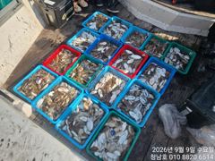 [갑오징어] 청남호 9월9일 갑오징어 조황입니다