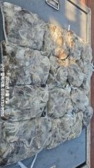 9/9 군산 "쭈꾸미" 오늘도 느나타임~!! [군산 갤럭시호] 사진