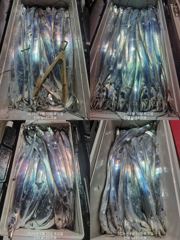 내만 갈치 완전 빠글빠글빠글~~(오늘 예약 가능)