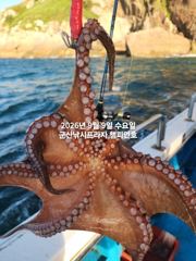 (西)서해조황 - 9일, 주간문어 어제 대박에 이어 오늘도 나와요~~부쩍 커진 문어 굿굿~내일도 출조합니다~군산 챔피언호