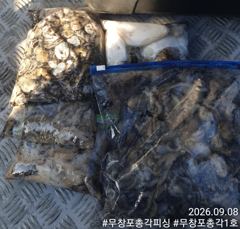 쭈갑백문조황 - 쭈꾸미 조황 제대로 살아납니다! 물때 좋은 다음주 자리 여유있습니다! 함께하시죠!! - 무창포총각피싱선상낚시배낚시 사진