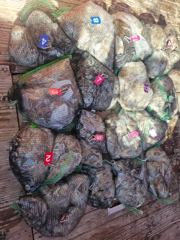9월9일 팀스텔스호 쭈꾸미 조황!