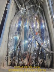 내만칼치ㅡ 폭풍입질로 만쿨 도장찍고 철수(예약가능) 사진