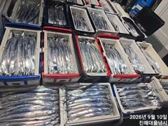 갈치한치조황++ - 우~~와,10일새벽,씨알큰칼치어마어마하게 미친피딩역대급 초초대박~ 사진