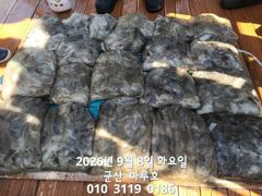 출조안내 - /////(부천_안양_의왕 경유) "군산 쭈꾸미, 문어 살아났습니다!!" __15(화),17(목) 마루호(쭈꾸미)/ 임마뉴엘호(문어) 예약 중___9~11월 쭈갑문 화목토일 출조 ■예약 ☎️ 010-3611-2672 사진