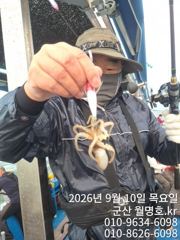10일, 군산쭈꾸미~오전반 대박조황~오전/오후반 ~점점 좋아지는 쭈구미~내일도 갑니다`군산낚시프라자 포세이돈호 사진