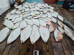 [군산] 10일, 날마다 초대박 "대광어"열전~참돔,우럭등~싸이즈 대박 … 사진