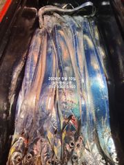 (南)남해조황 - 내만갈치)터져버렸습니다.억시리 나오네요~ 요즘갈치도 비쌉니다. 사진