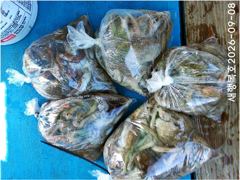 [사천] [새행복호] 삼천포 문어 / 주꾸미 낚시배 출조 예약가능 사진