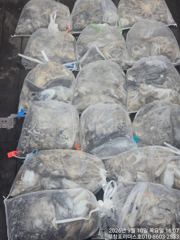 쭈갑백조황 - 09/10 리더스호 쭈꾸미낚시 조황 - 무창포 브라보피싱 사진