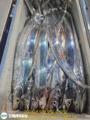 내만칼치ㅡ초초대박! 끝없는 피딩에 엄청나게 올라옵니다 (금,토,일,예약가능)